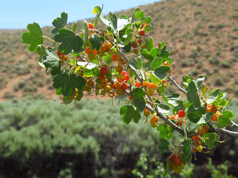 golden currant berries (Ribes aureum) [Whitehorse Ranch Road, Harney County, Oregon]