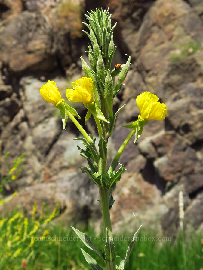 western evening-primrose (Oenothera elata ssp. hirsutissima) [Whitehorse Ranch Road, Harney County, Oregon]