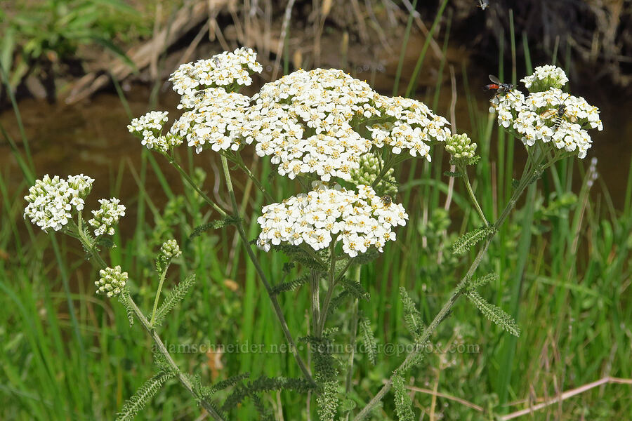 yarrow (Achillea millefolium) [Whitehorse Ranch Road, Harney County, Oregon]