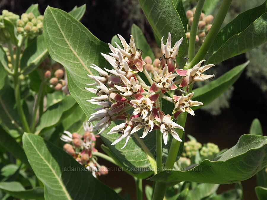 showy milkweed (Asclepias speciosa) [Whitehorse Ranch Road, Harney County, Oregon]