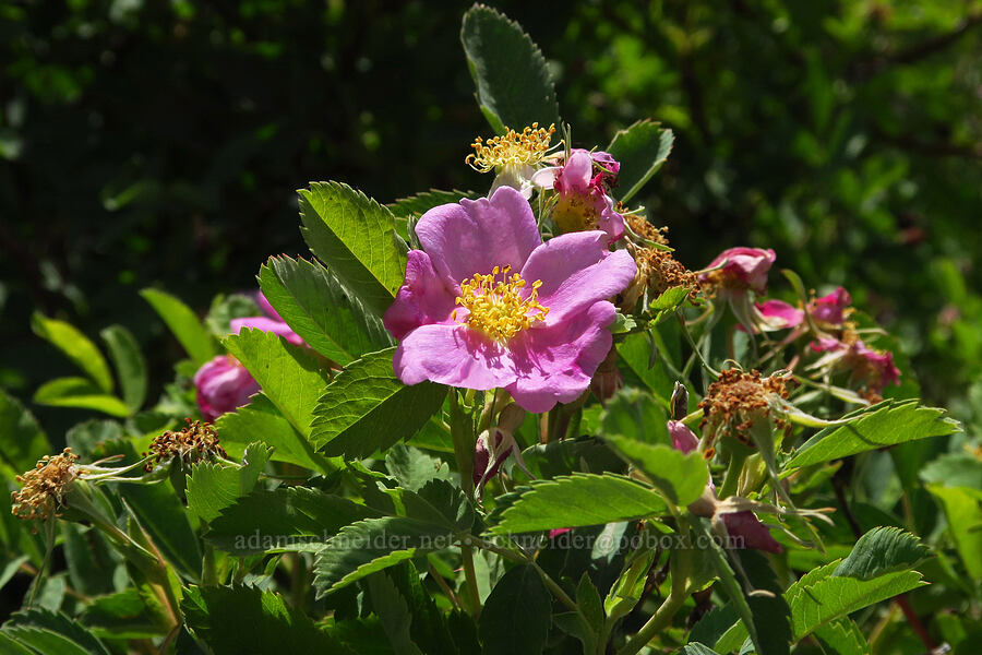 Nootka rose (Rosa nutkana) [Whitehorse Ranch Road, Harney County, Oregon]