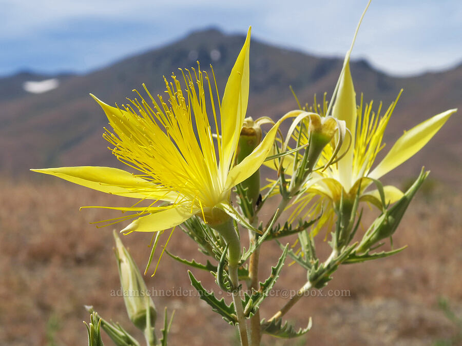 giant blazing-star (Mentzelia laevicaulis) [Whitehorse Ranch Road, Harney County, Oregon]