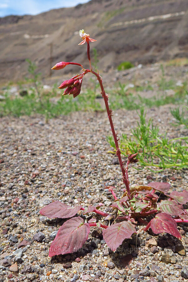 sun-cups, budding (Chylismia sp. (Camissonia sp.)) [Denio-Adel Road, Humboldt County, Nevada]