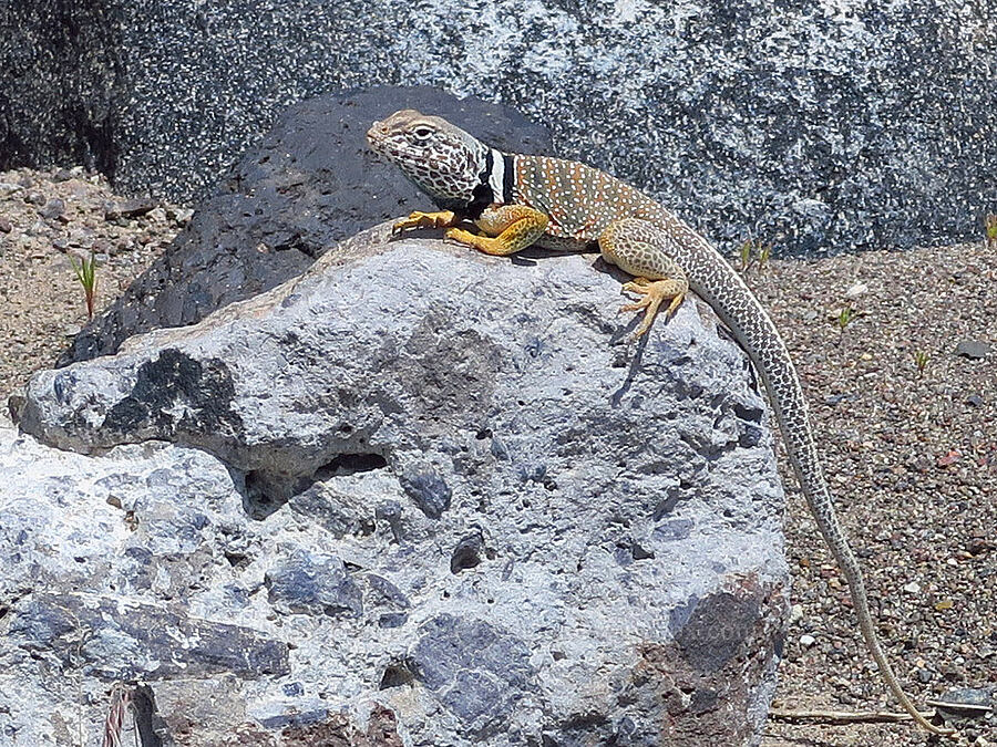 desert collared lizard (Crotaphytus bicinctores) [Denio-Adel Road, Humboldt County, Nevada]