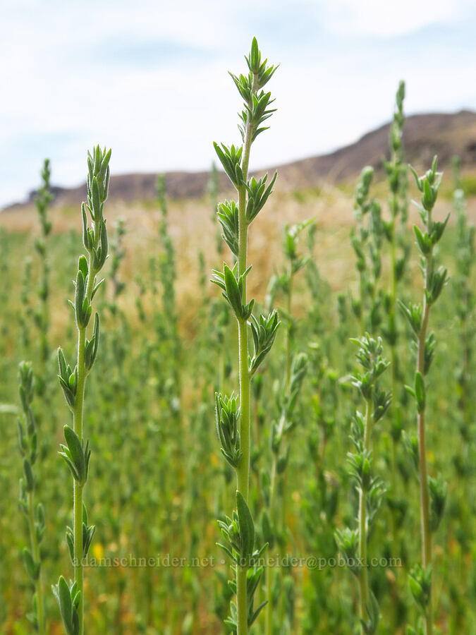 smotherweed (Bassia sp.) [Denio-Adel Road, Humboldt County, Nevada]