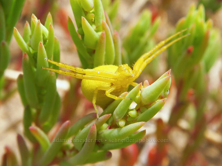 crab spider on seep-weed (Mecaphesa sp., Suaeda sp.) [Denio-Adel Road, Humboldt County, Nevada]