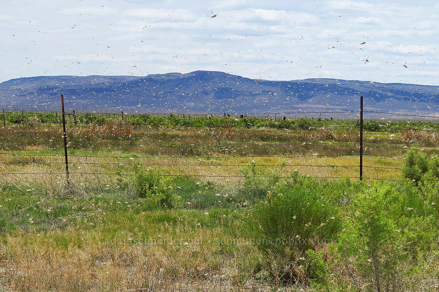 grasshoppers [Bog Hot Valley, Humboldt County, Nevada]