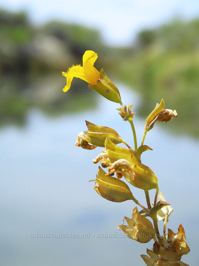 yellow monkeyflower (Erythranthe guttata (Mimulus guttatus)) [Bog Hot Valley, Humboldt County, Nevada]