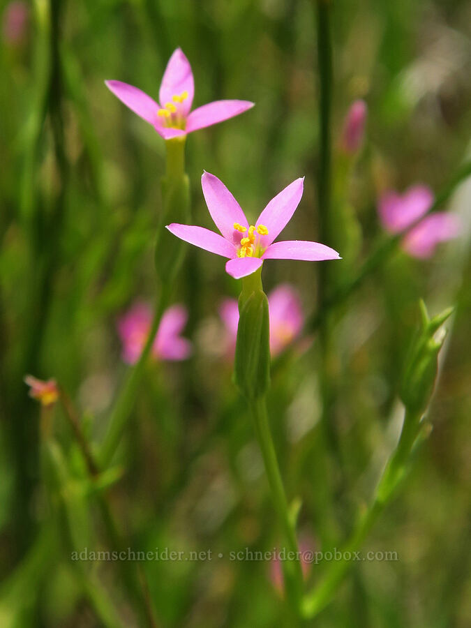 desert centaury (Zeltnera exaltata (Centaurium exaltatum)) [Bog Hot Valley, Humboldt County, Nevada]