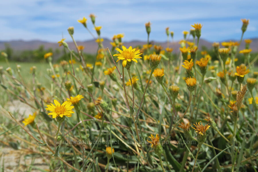 lance-leaf goldenweed (Pyrrocoma lanceolata (Haplopappus lanceolatus)) [Bog Hot Valley, Humboldt County, Nevada]