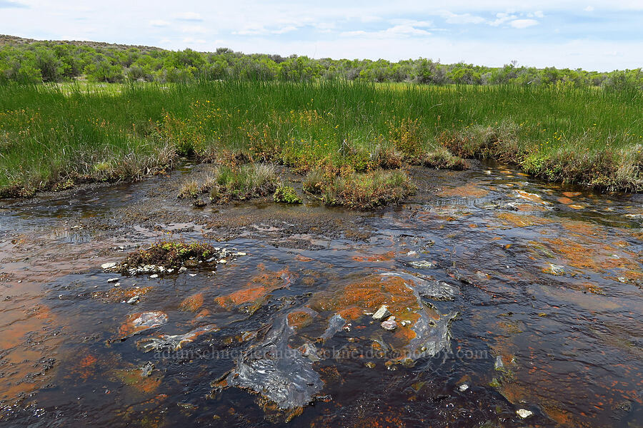 hot spring [Bog Hot Valley, Humboldt County, Nevada]