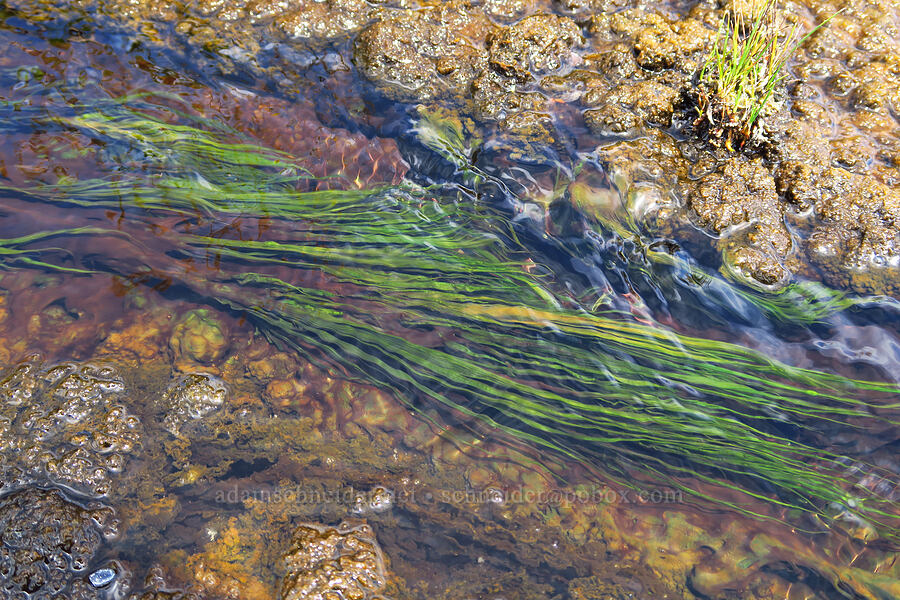 green slime in hot water [Bog Hot Valley, Humboldt County, Nevada]