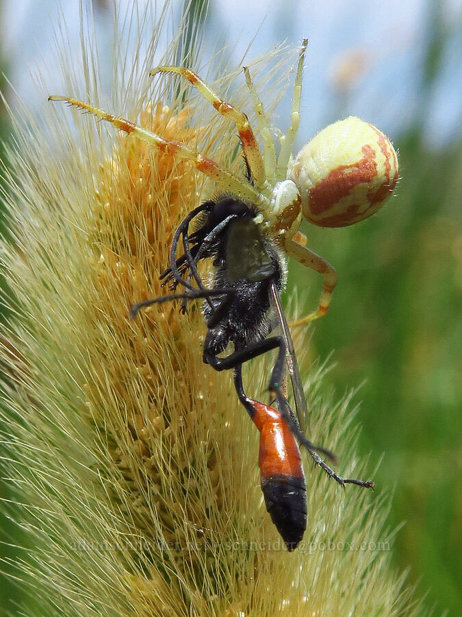 crab spider eating a wasp (Mecaphesa sp., Podalonia sp.) [Bog Hot Valley, Humboldt County, Nevada]