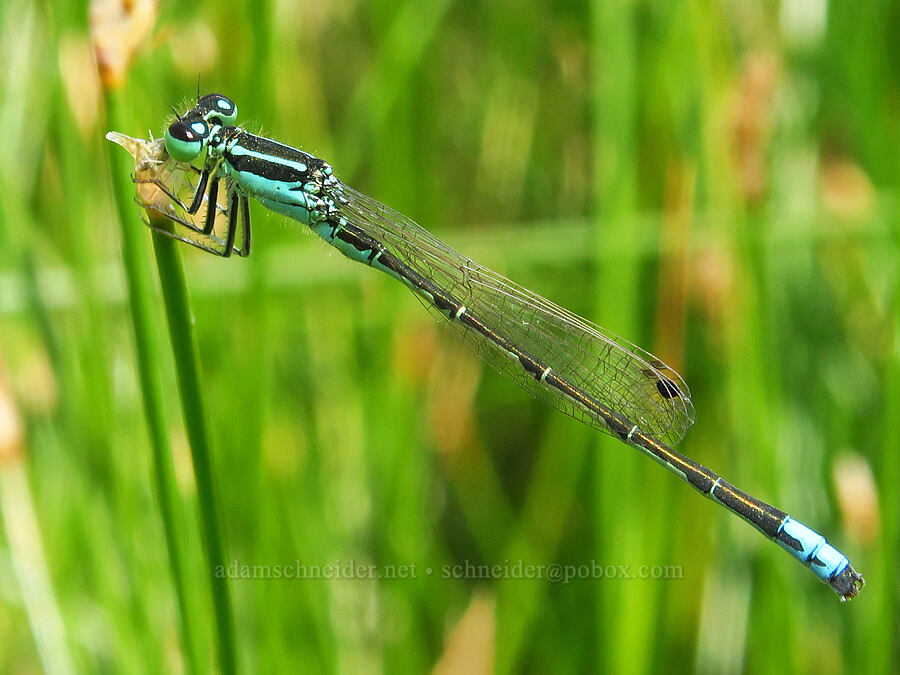 western fork-tail damselfly (Ischnura perparva) [Bog Hot Valley, Humboldt County, Nevada]