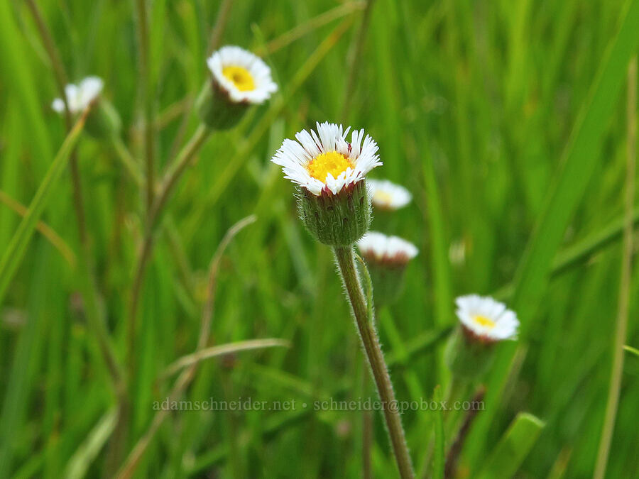 short-ray fleabane (lance-leaf daisy) (Erigeron lonchophyllus) [Bog Hot Valley, Humboldt County, Nevada]