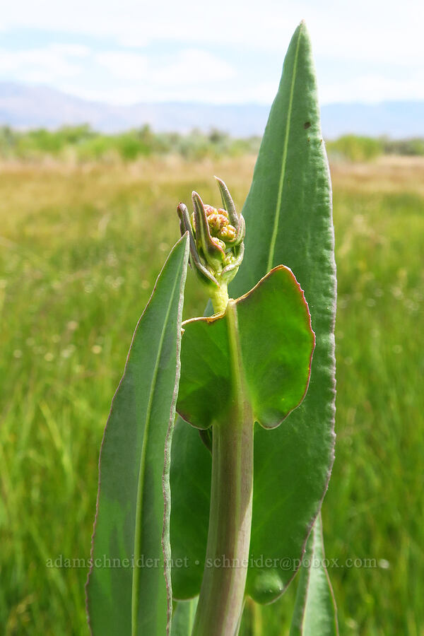 water groundsel (alkali marsh butterweed), budding (Senecio hydrophilus) [Bog Hot Valley, Humboldt County, Nevada]