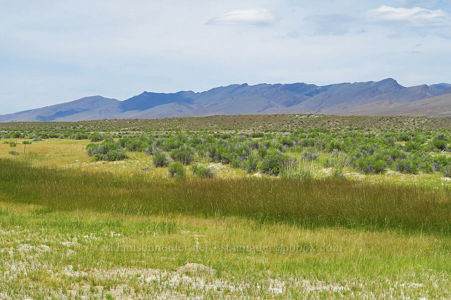 west side of the Pueblo Mountains [Bog Hot Valley, Humboldt County, Nevada]