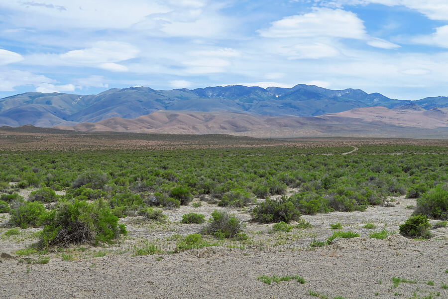 Pine Forest Range [Knott Creek Road, Humboldt County, Nevada]