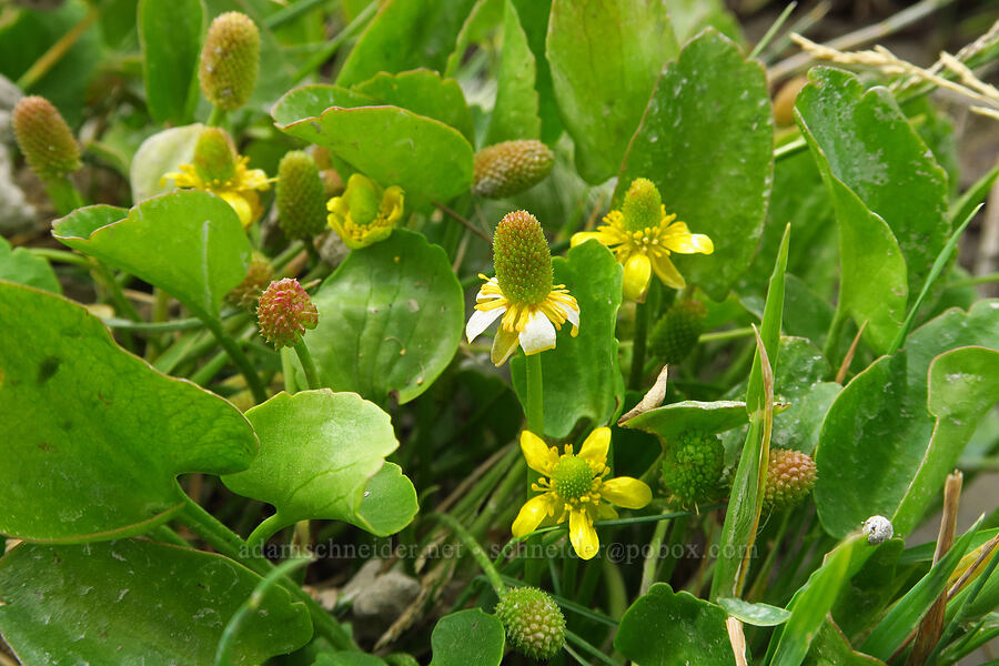 alkali buttercups (Halerpestes cymbalaria (Ranunculus cymbalaria)) [Three Springs, Humboldt County, Nevada]