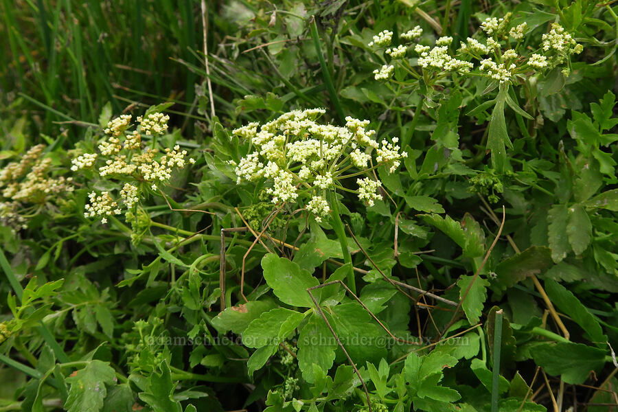 cut-leaf water-parsnip (Berula erecta var. incisa (Berula incisa)) [Three Springs, Humboldt County, Nevada]