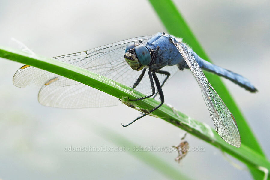 western pond-hawk dragonfly (Erythemis collocata) [Devil's Faucet Hot Spring, Humboldt County, Nevada]