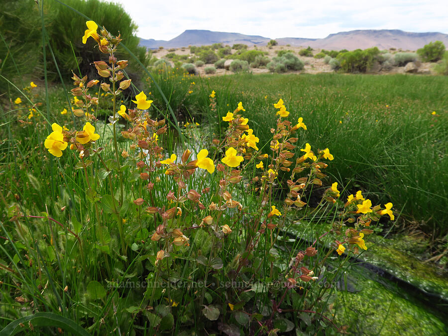 yellow monkeyflower (Erythranthe guttata (Mimulus guttatus)) [Devil's Faucet Hot Spring, Humboldt County, Nevada]