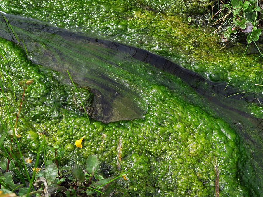 green algae in warm water [Devil's Faucet Hot Spring, Humboldt County, Nevada]