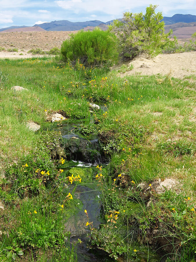 warm spring outflow [Devil's Faucet Hot Spring, Humboldt County, Nevada]