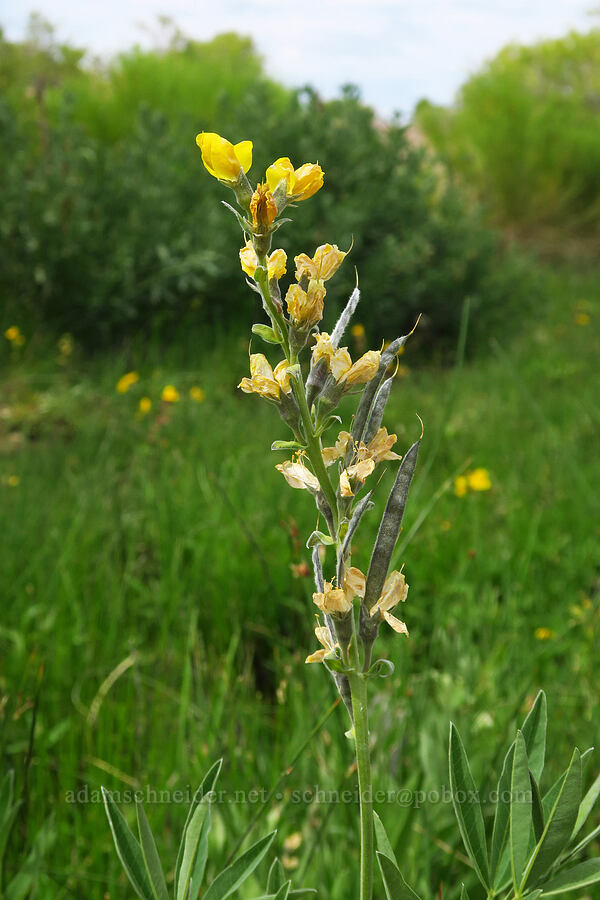 mountain golden-banner (golden pea), fading (Thermopsis montana) [Devil's Faucet Hot Spring, Humboldt County, Nevada]