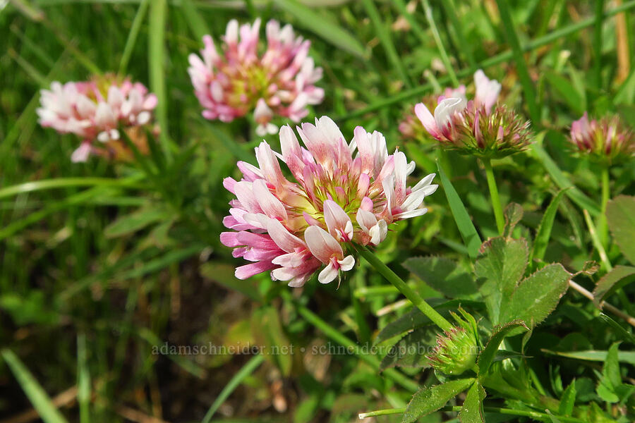 spring-bank clover (Trifolium wormskioldii) [Devil's Faucet Hot Spring, Humboldt County, Nevada]