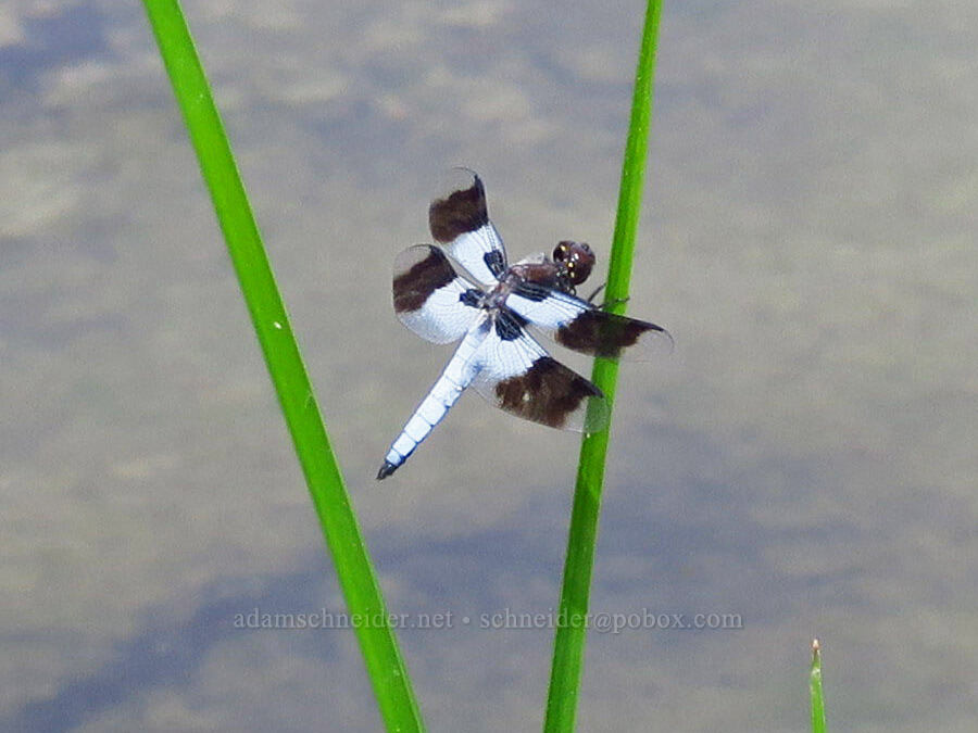 desert white-tail dragonfly (Plathemis subornata) [Devil's Faucet Hot Spring, Humboldt County, Nevada]