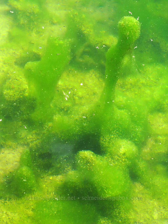 slimy green stalagmites in a warm spring [Devil's Faucet Hot Spring, Humboldt County, Nevada]