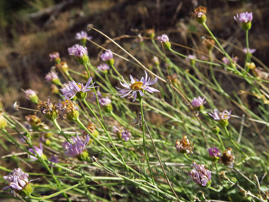 thread-leaf fleabane (Erigeron filifolius) [Van Horn Creek, Harney County, Oregon]