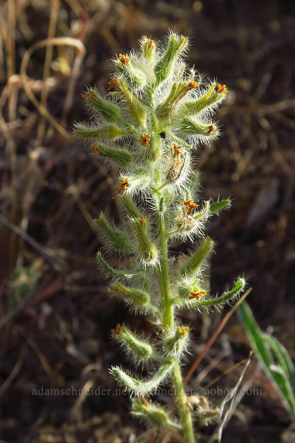 Malheur cryptantha, going to seed (Oreocarya propria (Cryptantha propria)) [Van Horn Creek, Harney County, Oregon]