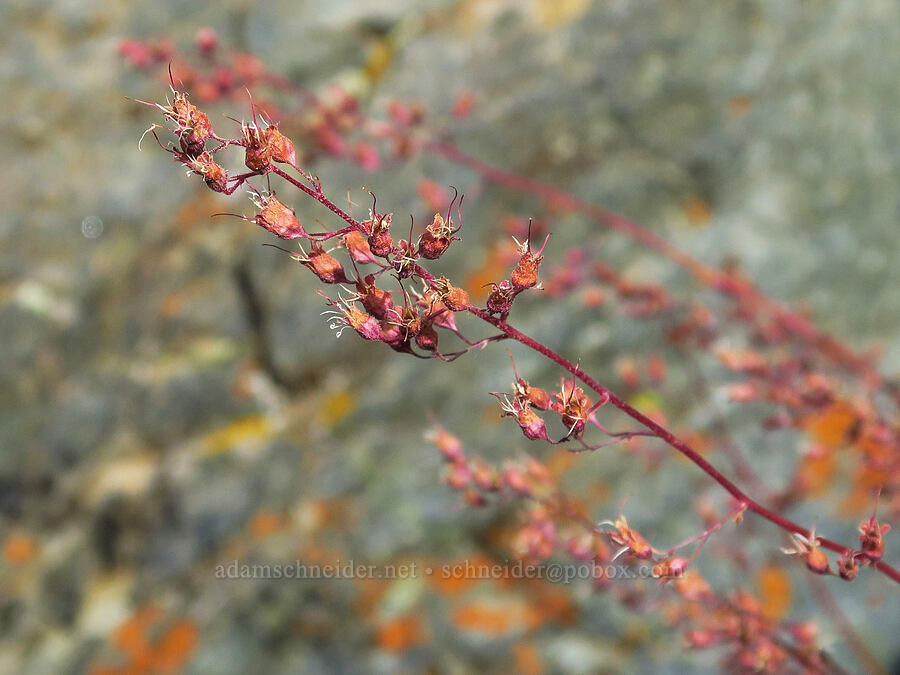 pink alumroot (Heuchera rubescens) [Van Horn Creek, Harney County, Oregon]