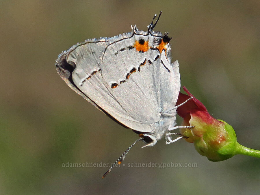 gray hairstreak butterfly on desert figwort (Strymon melinus, Scrophularia desertorum) [Van Horn Creek, Harney County, Oregon]