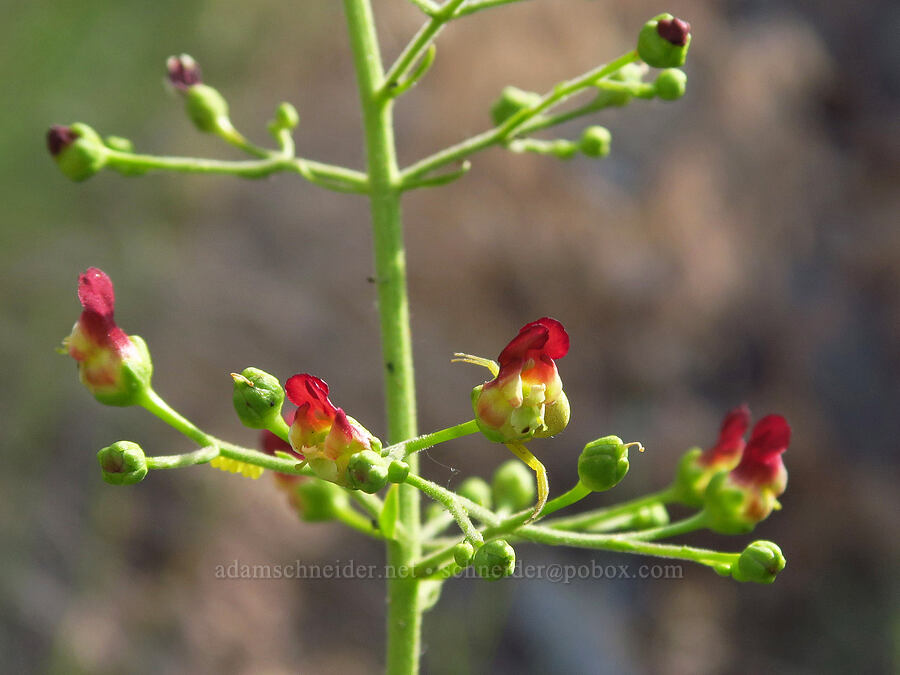 desert figwort (Scrophularia desertorum) [Van Horn Creek, Harney County, Oregon]