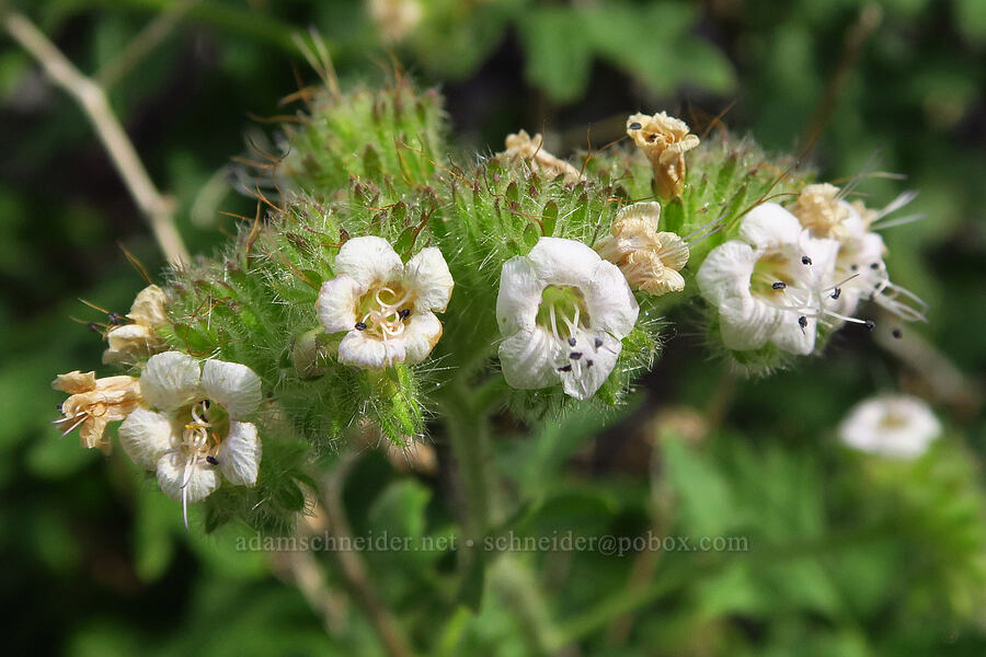 branching phacelia (Phacelia ramosissima) [Van Horn Creek, Harney County, Oregon]