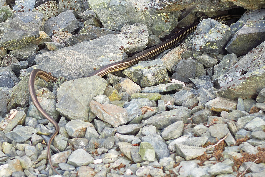 tail end of a desert striped whip-snake (Masticophis taeniatus taeniatus (Coluber taeniatus taeniatus)) [Van Horn Creek, Harney County, Oregon]