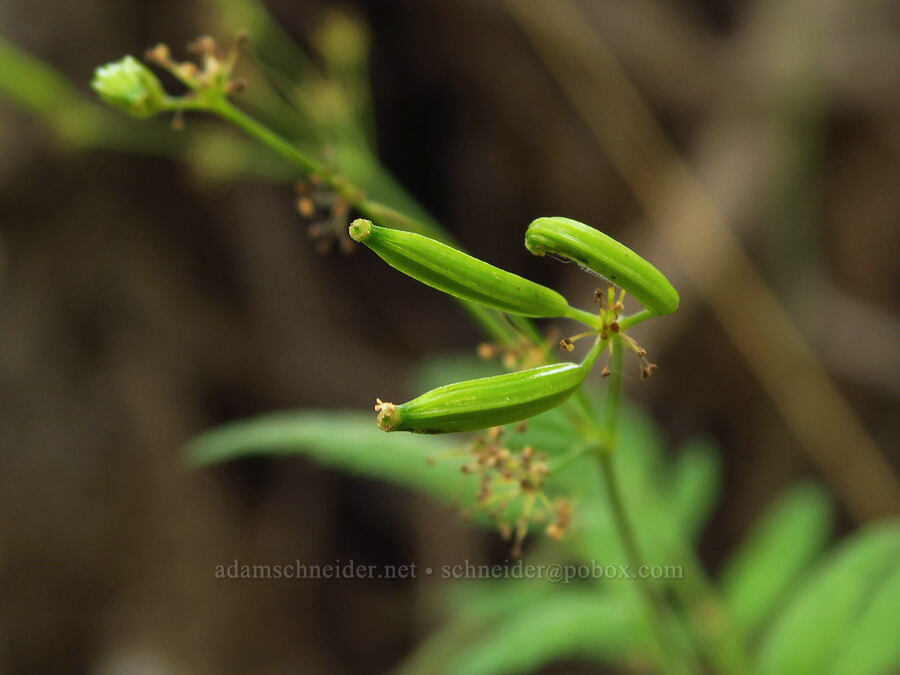 western sweet-cicely fruits (Osmorhiza occidentalis) [Van Horn Creek, Harney County, Oregon]