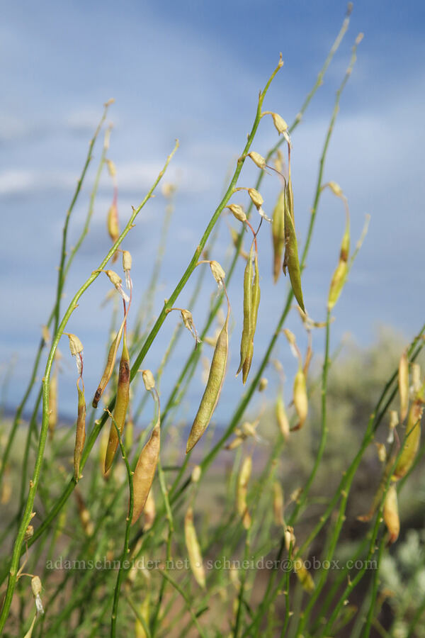 thread-stalk milk-vetch pods (Astragalus filipes) [Van Horn Creek, Harney County, Oregon]