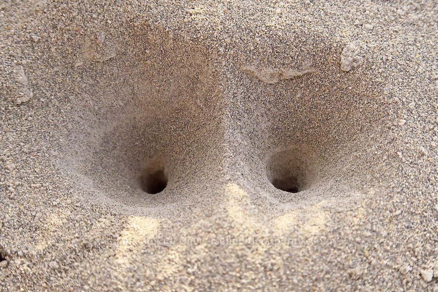 ant-lion pits? [Borax Lake Hot Springs, Harney County, Oregon]