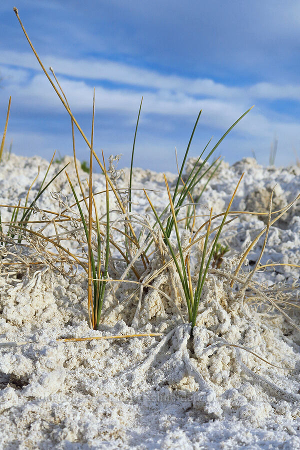 salty grass [Borax Lake Hot Springs, Harney County, Oregon]