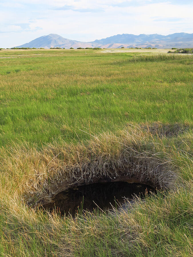 small hot spring [Borax Lake Hot Springs, Harney County, Oregon]