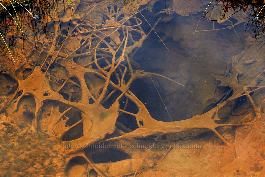 hot spring gunk [Borax Lake Hot Springs, Harney County, Oregon]