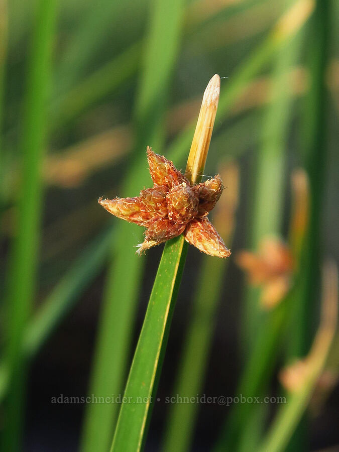 common three-square bulrush (Schoenoplectus pungens) [Borax Lake Hot Springs, Harney County, Oregon]