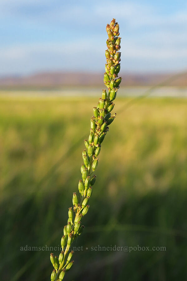 common arrow-grass, going to seed (Triglochin maritima) [Borax Lake Hot Springs, Harney County, Oregon]