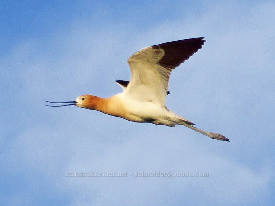 American avocet (Recurvirostra americana) [Borax Lake Hot Springs, Harney County, Oregon]