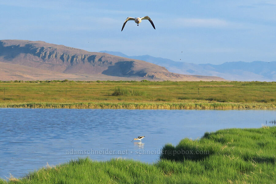 American avocets (Recurvirostra americana) [Borax Lake Hot Springs, Harney County, Oregon]