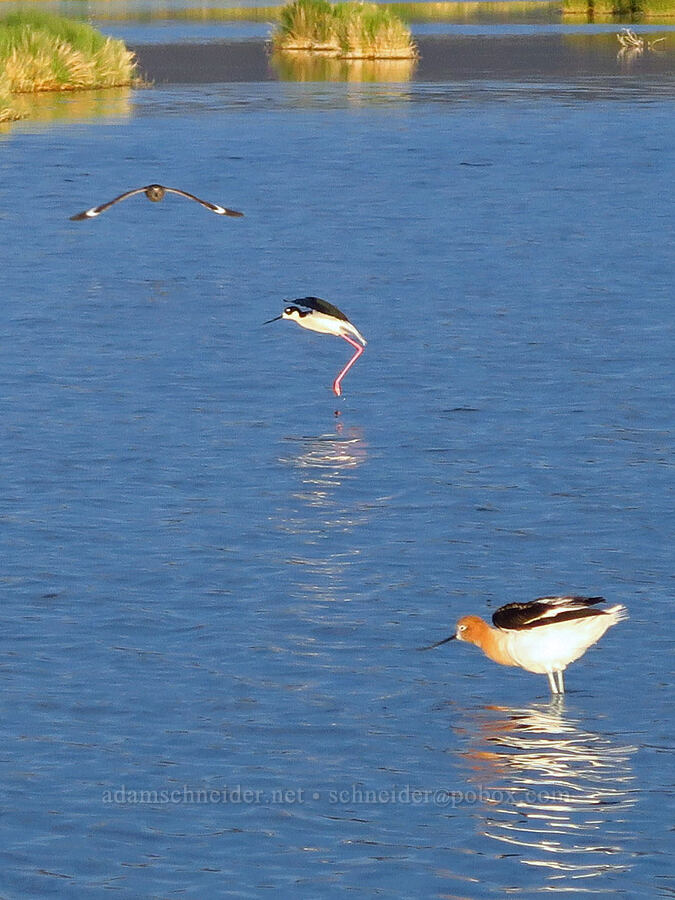 willet, avocet, & stilt (Tringa semipalmata, Himantopus mexicanus, Recurvirostra americana) [Borax Lake Hot Springs, Harney County, Oregon]